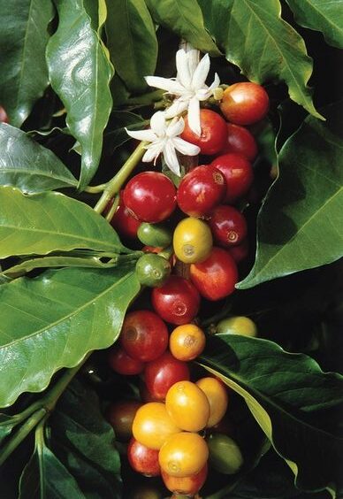 folores de café